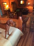 Canine Comfort on a Cozy Bed