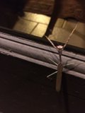 Praying Mantis Guarding the Door