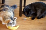 Feline Friends Have Fun with an Unlikely Playmate