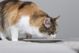 Hungry Manx Cat