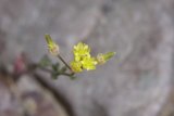 Rocky Blossom