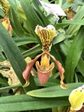 Yellow and Brown Orchid with White Center