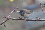 Dark-Eyed Junco Perched on Winter Branch with Seed