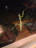 Hanging Praying Mantis