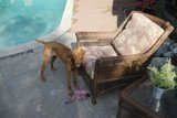Relaxing by the Pool