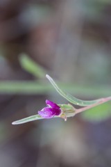 Tiny Magenta Bloom Emerges After Morning Rain