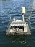 Turtle on Board