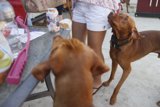 Woman and Her Canine Companions at the Table