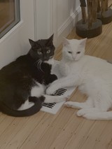 Two Cats Lounging on Heating Vent