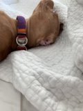 Cozy Bulldog