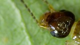 Extreme Macro Portrait of a Tiny Insect Head