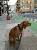 Pup Taking a Break