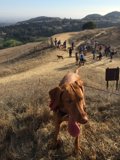 A Vizsla on a Hilltop