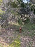 Walking with my furry companion in the lush woodland