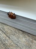 Ladybug Exploration