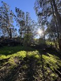 Sun-Dappled Serenity in McLaren Park
