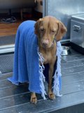 Cozy Vizsla and Weimaraner