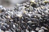 Dense Mussel Bed Colonizing Rocky Intertidal Shore