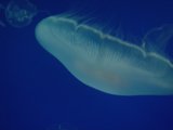 Elegant Gliding in the Sea
