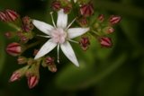 Red and White Lily Blossom
