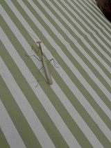 Praying Mantis on Green Striped Surface