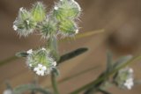 Desert Bloom