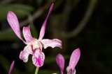 Majestic Orchid Blossom