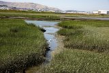 Solitude in the Marsh - A Bird's Retreat