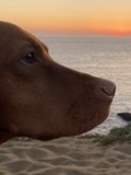 Contemplating the Sea