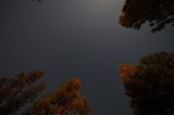 Starlit Sky Through Pine Canopy at Mount Lassen