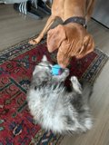 Furry Friends Having a Blast on Hardwood Flooring