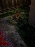 Man's Best Friend in the Backyard