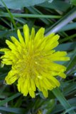 Sunny Dandelion