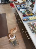 Hungry Pooch Eyes the Table