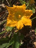Sunny Blooms