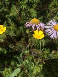 A Burst of Color in the Forest
