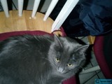 The Regal Feline