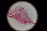 Vibrant Tissue Colors