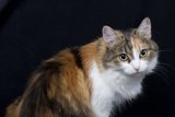 The Calico Queen