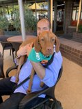 Man and Vizsla Enjoy San Francisco Sunshine