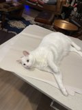 Cozy Cat Nap on a Wooden Coffee Table