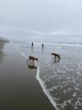 Beach Day with Man's Best Friend