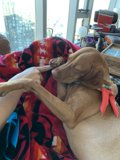 Man's Best Friend