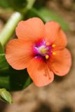 Orange Beauty