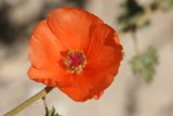 Lone Poppy Blossom