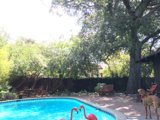 Poolside Pooch with Flamingo Frenzy