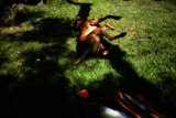 Grassy Frolic: A Dog's Joyful Romp in Dolores Park