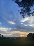 City Sunset with Tree Silhouette