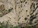 Majestic Cliff with Thriving Trees