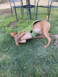 Relaxing in the Greenery
